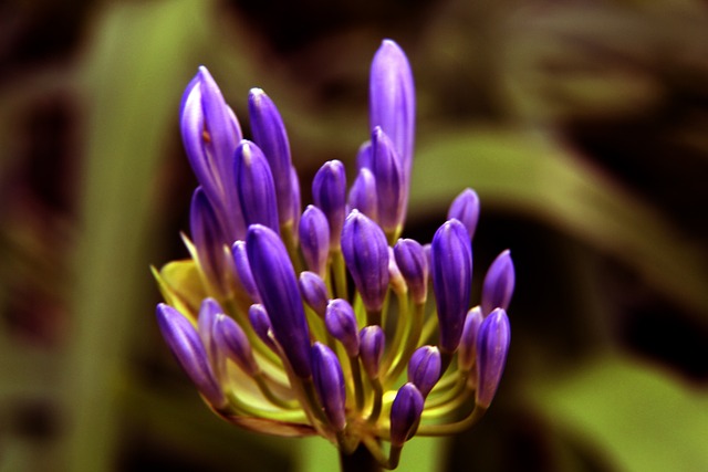 前锋的特点 前锋的特点